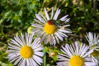 Chrysis