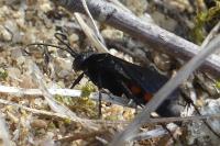 Anoplius viaticus