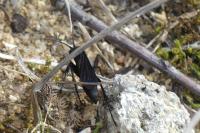 Anoplius viaticus