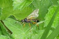 Diphyus quadripunctorius