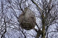 Vespa velutina