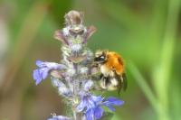 Bombus sp (pascuorum/humilis/muscorum)