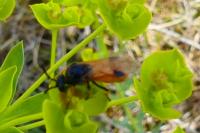 Athalia cordata