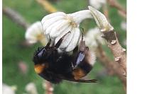 Bombus sp (terrestris/lucorum/cryptarum/magnus)