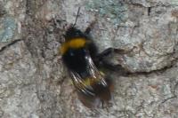 Bombus sp (terrestris/lucorum/cryptarum/magnus)