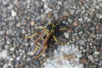 Polistes