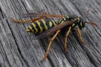 Polistes