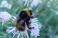 Bombus pratorum