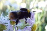 Bombus pratorum