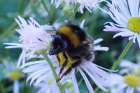 Bombus pratorum