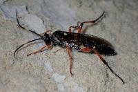 Diphyus quadripunctorius