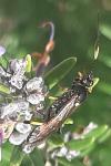 Diphyus quadripunctorius