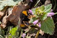 Bombus