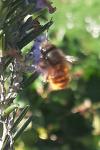 Osmia cornuta