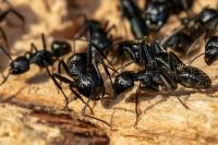 Camponotus vagus