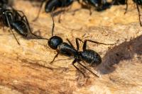 Camponotus vagus