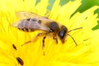 Andrena flavipes