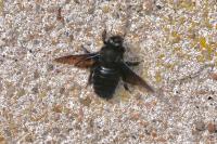 Xylocopa