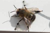 Anthophora plumipes