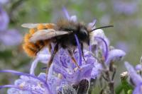 Osmia cornuta