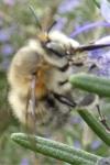 Anthophora plumipes