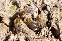 Colletes cunicularius