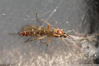 Tromatobia lineatoria