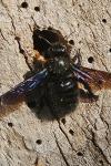 Xylocopa violacea