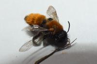 Andrena fulva