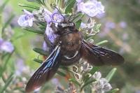 Xylocopa violacea