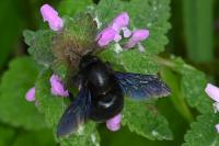 Xylocopa violacea