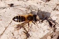 Andrena
