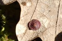 Neuroterus quercusbaccarum