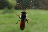 Nomada fabriciana