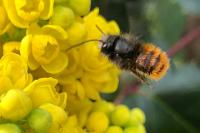 Osmia cornuta