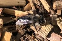 Andrena cineraria