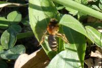 Andrena haemorrhoa