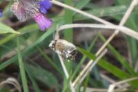 Anthophora plumipes