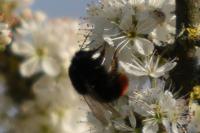 Bombus lapidarius