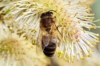 Apis mellifera