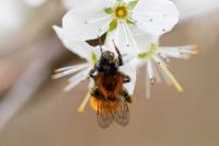 Andrena fulva