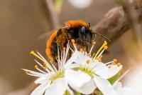 Andrena fulva