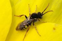 Nomada lathburiana