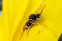 Nomada lathburiana