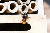 Osmia cornuta
