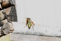 Polistes dominula