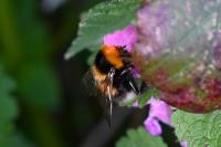 Bombus