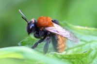 Andrena fulva