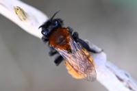 Andrena fulva