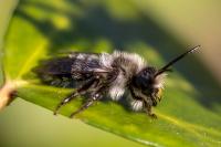 Andrena cineraria
